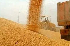 دلالان گندم در مرزها قیمت خرید را تا ۶۰ هزار تومان می‌رسانند