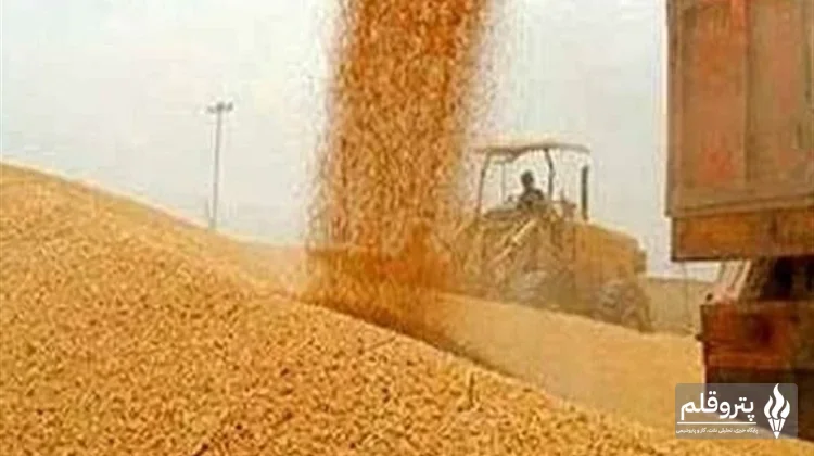 دلالان گندم در مرزها قیمت خرید را تا ۶۰ هزار تومان می‌رسانند