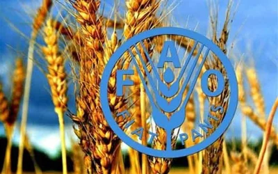 افزایش ۲ درصدی قیمت جهانی مواد غذایی در ماه اوت ۲۰۲۶