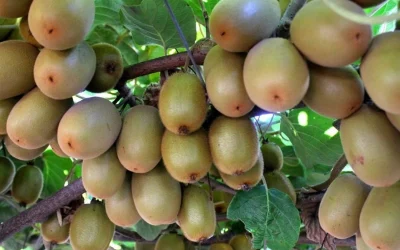 ممنوعیت صادرات کیوی زودتر از موعد برداشته شد؛ صادرات از ابتدای مهر آزاد شد