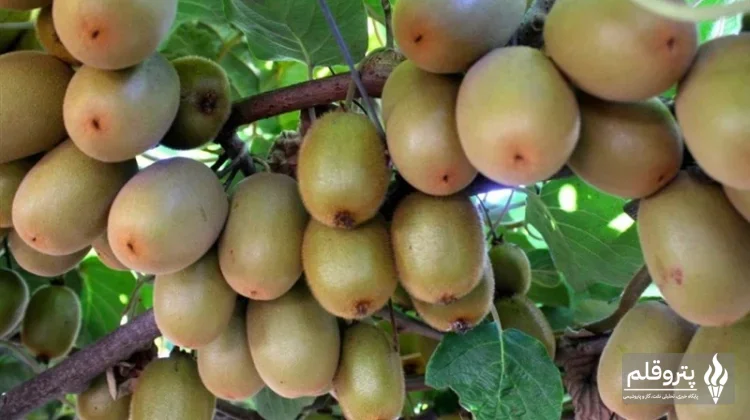 ممنوعیت صادرات کیوی زودتر از موعد برداشته شد؛ صادرات از ابتدای مهر آزاد شد