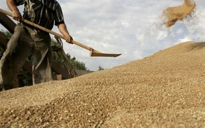 نرخ گندم نامشخص؛ کشاورزان با نقدینگی محدود در آستانه فصل زراعی