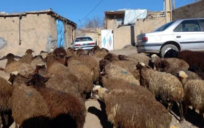 بازار دام در تمام استان‌ها با ثبات قیمتی ادامه می‌یابد