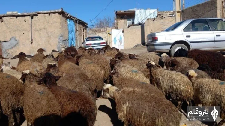 بازار دام در تمام استان‌ها با ثبات قیمتی ادامه می‌یابد